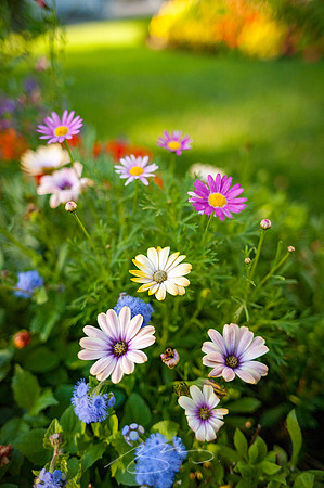 Ogunquit-Sparhawk-Flowers-22