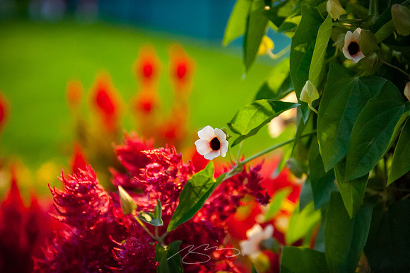Ogunquit-Sparhawk-Flowers-23