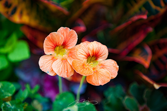 Ogunquit-Sparhawk-Flowers-24