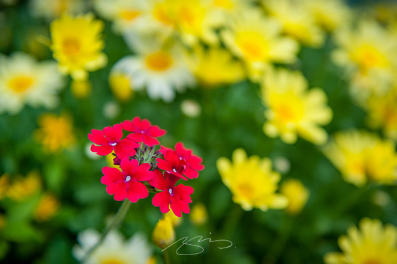 Ogunquit-Sparhawk-Flowers-25
