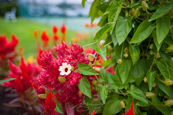 Ogunquit-Sparhawk-Flowers-26