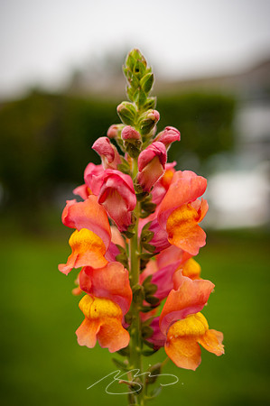 Ogunquit-Sparhawk-Flowers-27