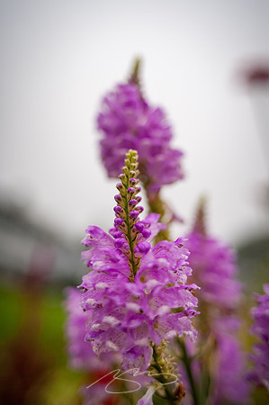 Ogunquit-Sparhawk-Flowers-28
