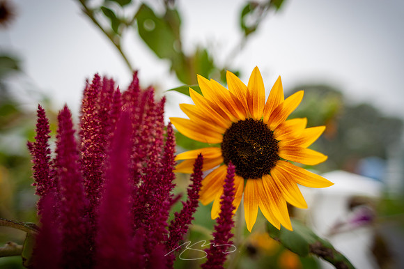 Ogunquit-Sparhawk-Flowers-29