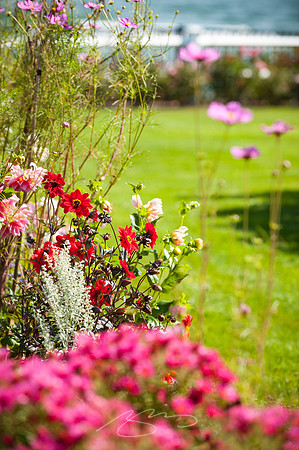 Ogunquit-Sparhawk-Flowers-31