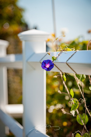 Ogunquit-Sparhawk-Flowers-33