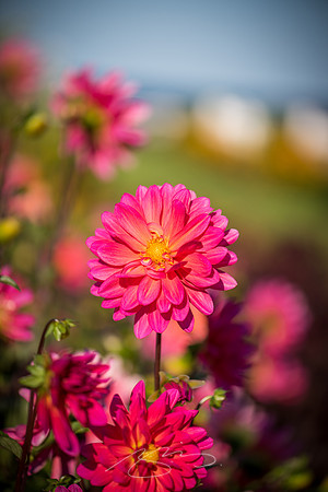 Ogunquit-Sparhawk-Flowers-34