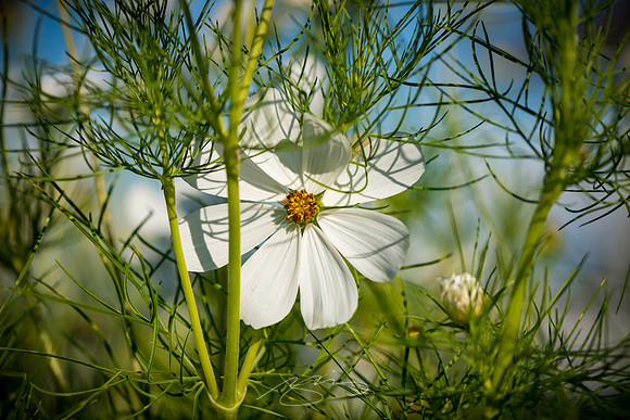 Ogunquit-Sparhawk-Flowers-35