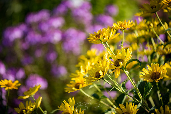 Ogunquit-Sparhawk-Flowers-36