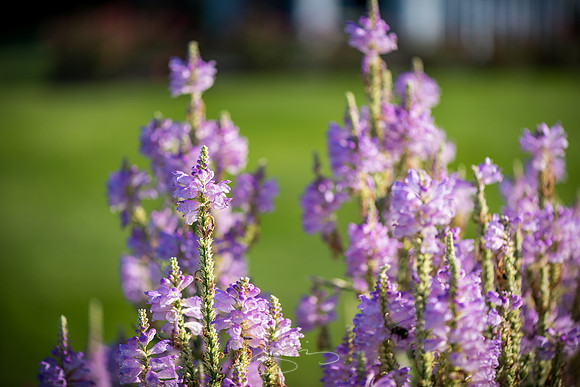 Ogunquit-Sparhawk-Flowers-37