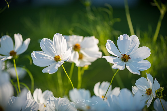 Ogunquit-Sparhawk-Flowers-38