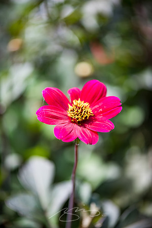 Ogunquit-Sparhawk-Flowers-41