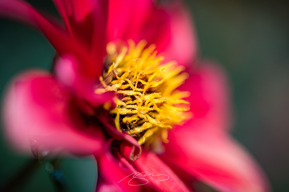 Ogunquit-Sparhawk-Flowers-42