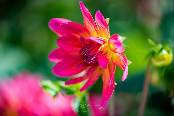 Ogunquit-Sparhawk-Flowers-43