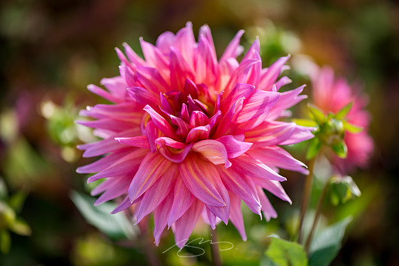 Ogunquit-Sparhawk-Flowers-45