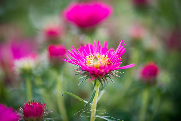 Ogunquit-Sparhawk-Flowers-46