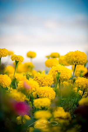 Ogunquit-Sparhawk-Flowers-47
