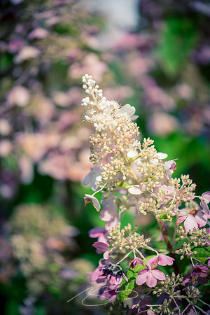 Ogunquit-Sparhawk-Flowers-48