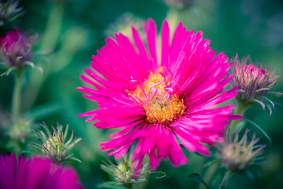 Ogunquit-Sparhawk-Flowers-49