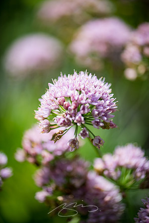 Ogunquit-Sparhawk-Flowers-51