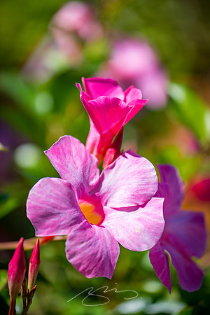 Ogunquit-Sparhawk-Flowers-53