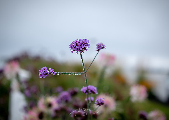 Ogunquit-Sparhawk-Flowers-54