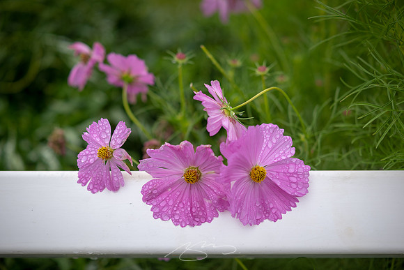 Ogunquit-Sparhawk-Flowers-55