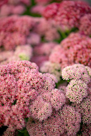 Ogunquit-Sparhawk-Flowers-56