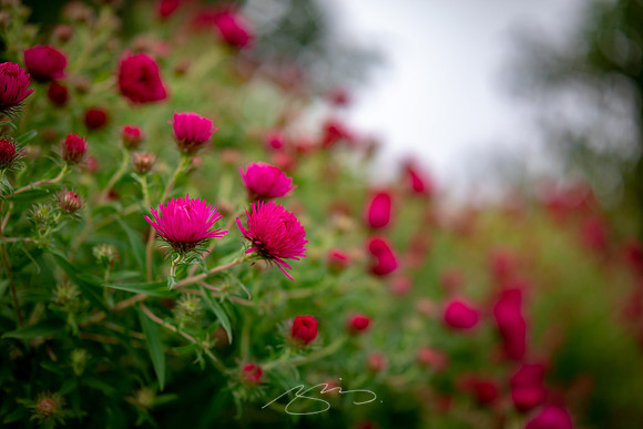 Ogunquit-Sparhawk-Flowers-57