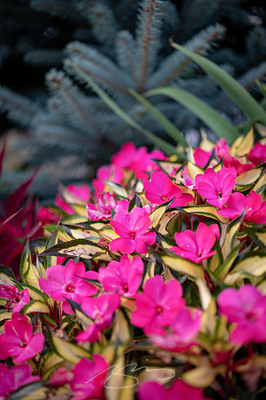 Ogunquit-Sparhawk-Flowers-58
