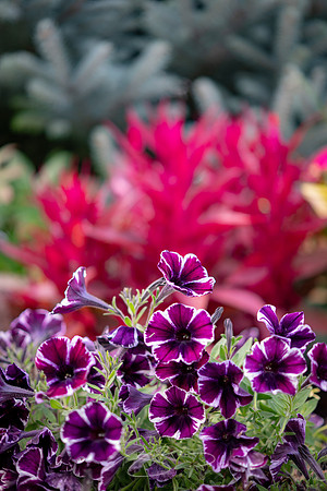 Ogunquit-Sparhawk-Flowers-60