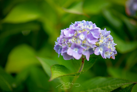 Ogunquit-Sparhawk-Flowers-61
