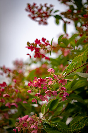 Ogunquit-Sparhawk-Flowers-62