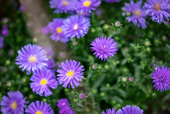 Ogunquit-Sparhawk-Flowers-63