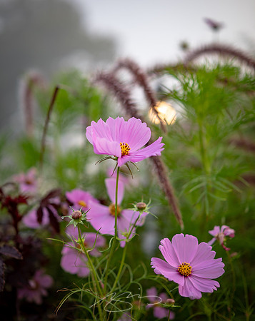 Ogunquit-Sparhawk-Flowers-64