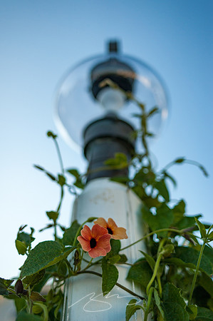 Ogunquit-Sparhawk-Flowers-65