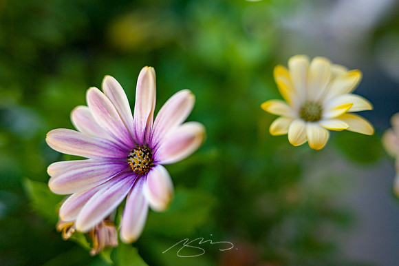 Ogunquit-Sparhawk-Flowers-66