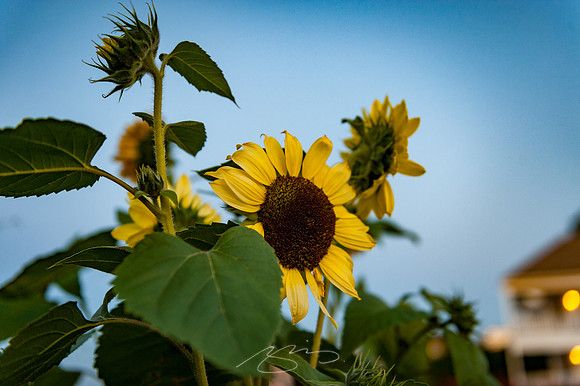 Ogunquit-Sparhawk-Flowers-68