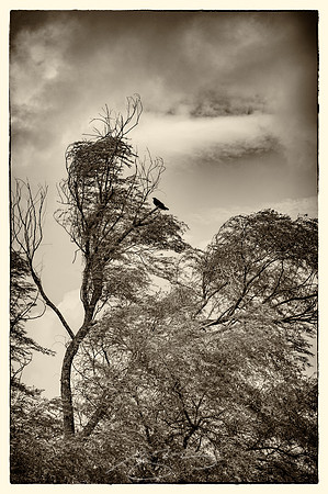 South-Newcastle-1