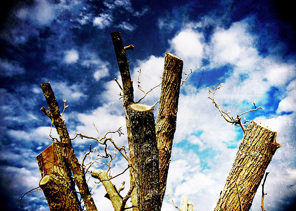(Sawed-Off) Sunset Tree