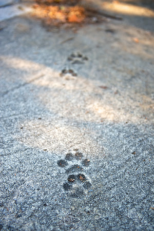 Dog Tracks, in Cement