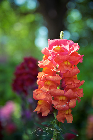 MSC Snapdragon #4