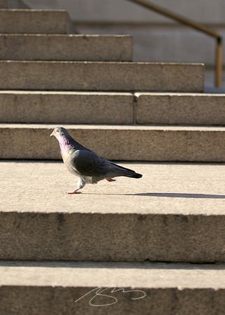 Running the Steps