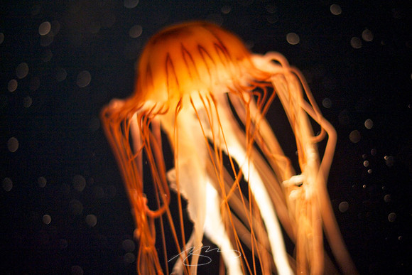 Chattanooga 2011 # 62