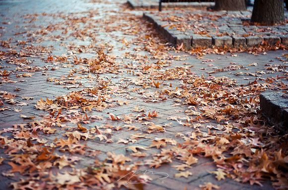 Leaves on Sidewalk, Macon