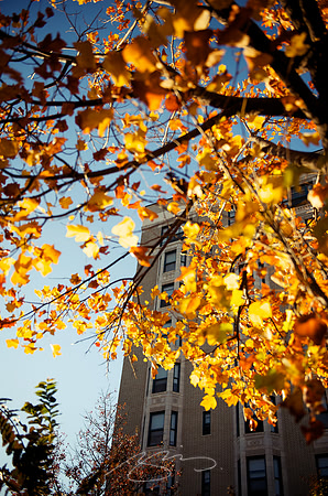 Dempsey (behind Leaves)
