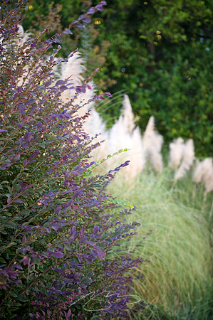 Leaves and Feathers