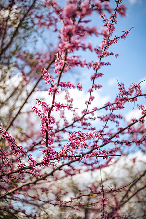 2022-19 - Hilltop Peach Flowers, FDR State Park