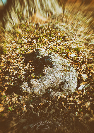 Rose-Hill_1-18-21-6