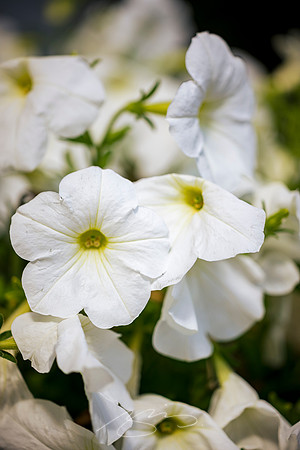 Bolingbroke - May 2025 - 2 - Watson's Merchantile (Flower Detail #1), 8175 Rivoli Rd., Bolingbroke